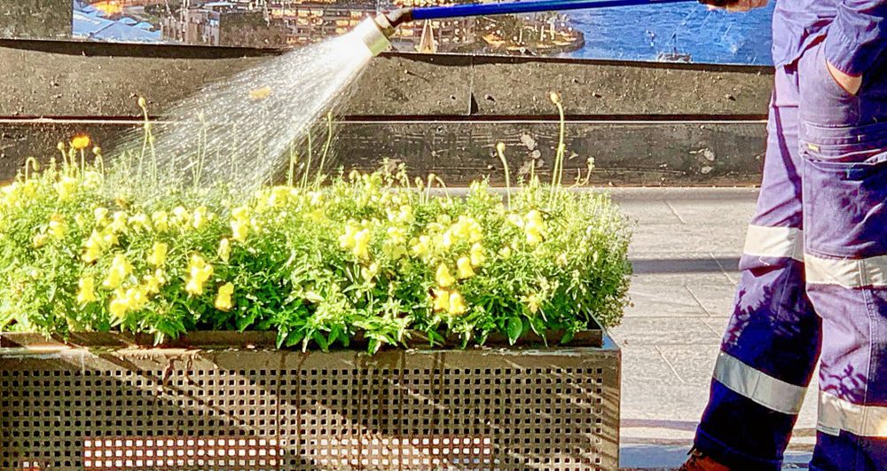 city-gardening-a-city-council-gardener-watering-flowers-in-planter-boxes-in-the-city-cbd-with-a-water_t20_lRZyVQ